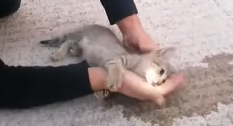 مشهد مؤثر: رجل اطفاء تركي ينقذ قطة من الموت مستخدما الانعاش القلبي